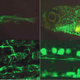 Image for article titled Scientists record the first video of thoughts forming in the brain